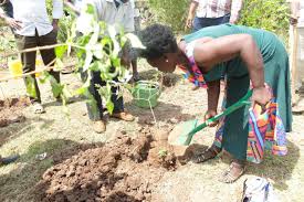 What Changes When a Clean-Up Site Becomes a Planting Site